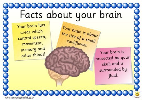 Facts About Your Brain