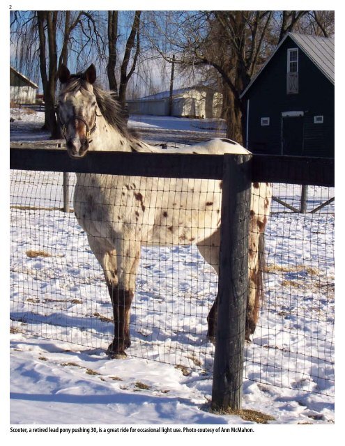 Retired Racehorses