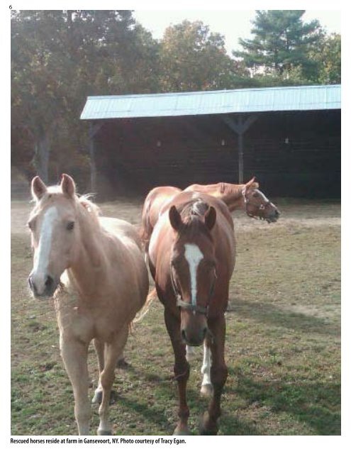 Retired Racehorses