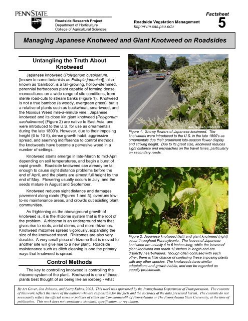 Japanese Knotweed Management