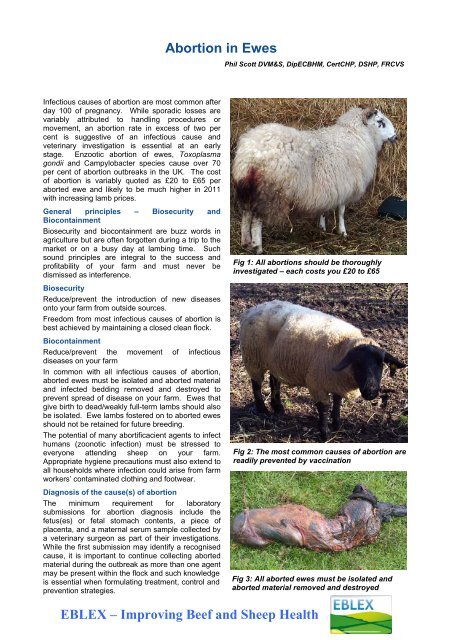 Abortion in Ewes EBLEX – Improving Beef and Sheep Health