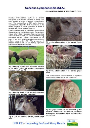 Caseous Lymphadenitis - Suffolk Sheep Society South East Branch