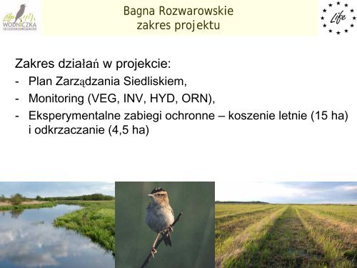 Aquatic Warbler conservation in the Rozwarowo Peatland