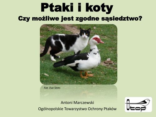 Ptaki i koty