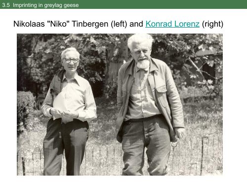Nikolaas &quot;Niko&quot; Tinbergen (left) and Konrad Lorenz (right)