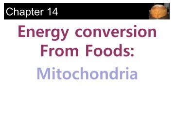 Energy conversion From Foods Mitochondria