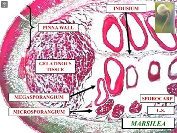 MARSILEA