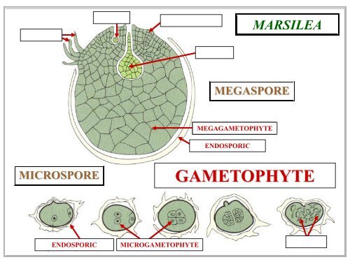 MARSILEA