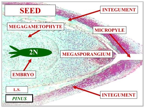 OVULE