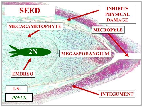 OVULE