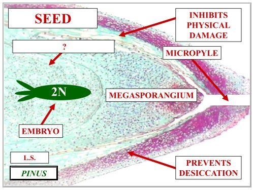 OVULE