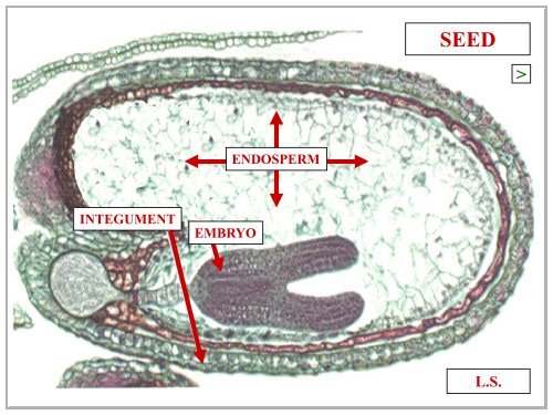 OVULE