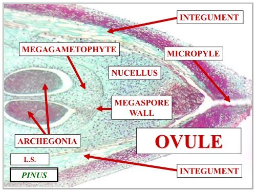 OVULE