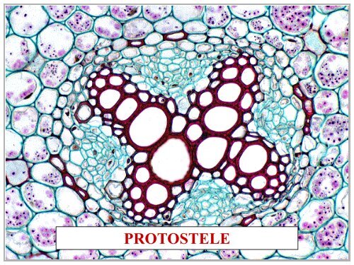 OVULE