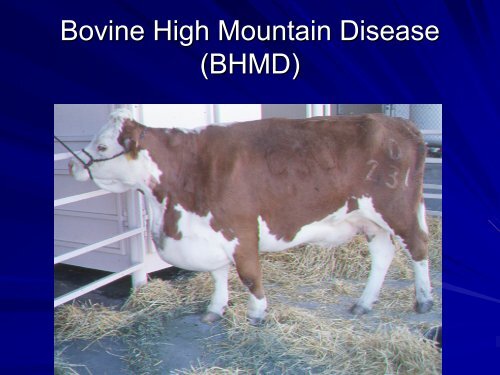 Bovine High Mountain Disease