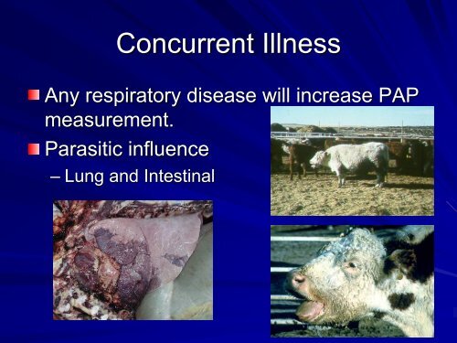 Bovine High Mountain Disease