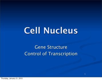 Cell Nucleus