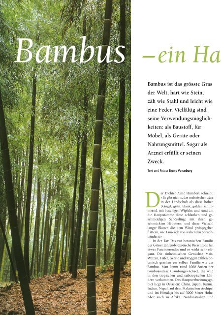 Bambus ist das grösste Gras der Welt, hart wie Stein, zäh ... - Natürlich