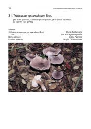 31 Tricholoma squarrulosum Bres