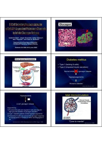 Glucagon Diabetes mellitus Islet microcirculation