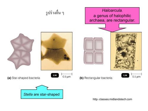 จุลชีววิทยา Microbiology