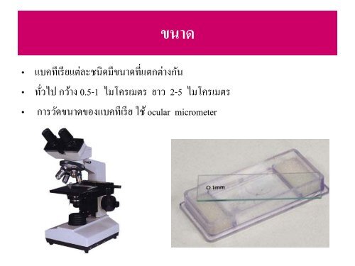 จุลชีววิทยา Microbiology