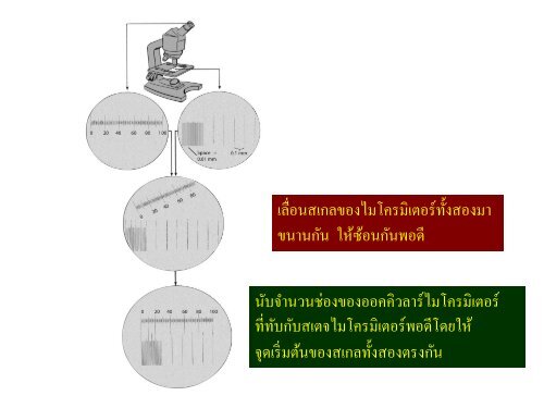 จุลชีววิทยา Microbiology