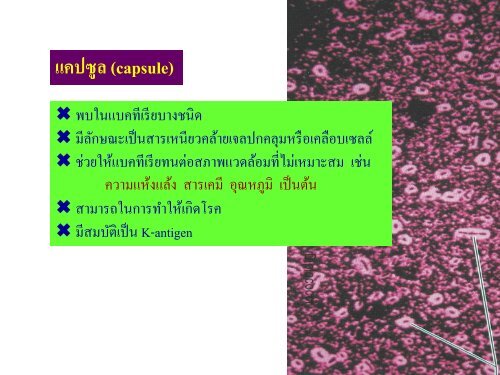 จุลชีววิทยา Microbiology