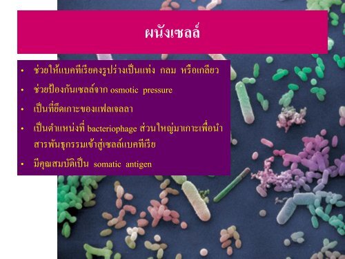 จุลชีววิทยา Microbiology