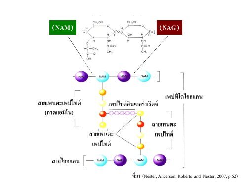 จุลชีววิทยา Microbiology