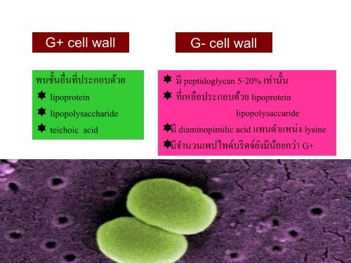 จุลชีววิทยา Microbiology