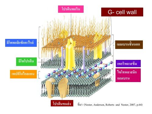 จุลชีววิทยา Microbiology