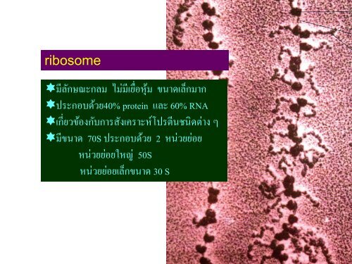 จุลชีววิทยา Microbiology