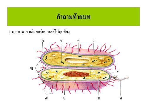 จุลชีววิทยา Microbiology