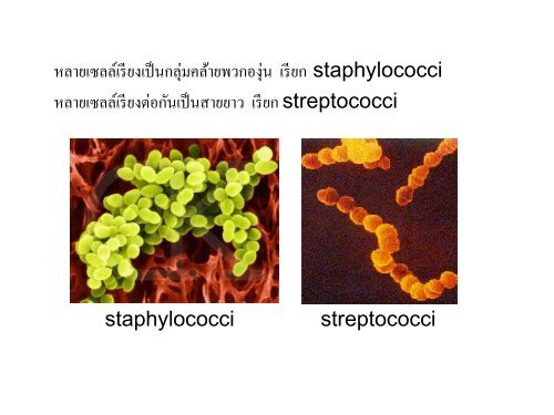 จุลชีววิทยา Microbiology