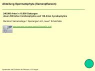 Abteilung Spermatophyta (Samenpflanzen) - Biologie