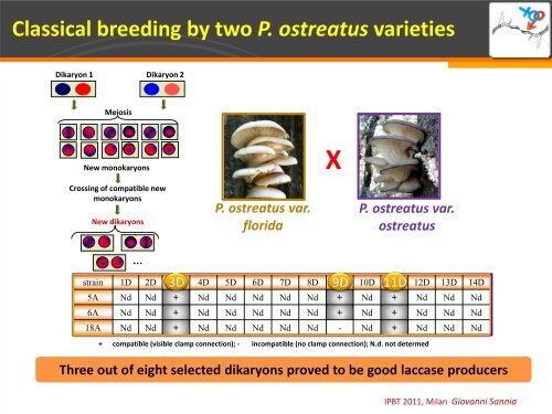 Pleurotus ostreatus invaluable source of laccases for industrial production