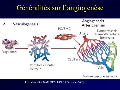 La néoangiogenèse tumorale