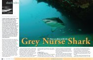 Grey Nurse Shark