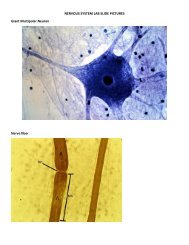 NERVOUS SYSTEM LAB SLIDE PICTURES Giant Multipolar Neuron Nerve fiber