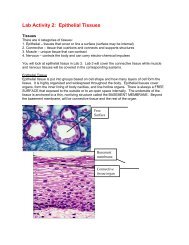 Lab Activity 2 Epithelial Tissues