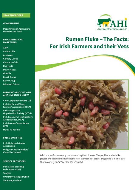 Rumen Fluke - Animal Health Ireland