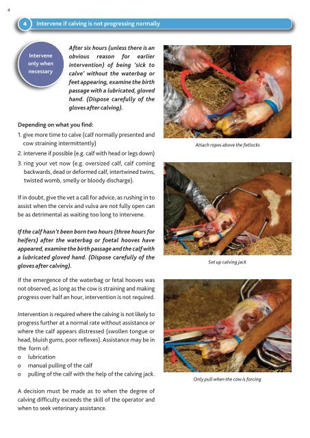 Calving and Care of the Newborn Calf - Animal Health Ireland