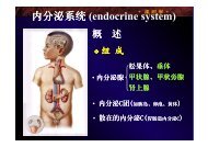 内 分 泌 系 统 (endocrine system)