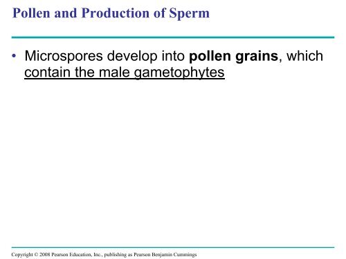 What human reproductive organ is functionally similar to this seed?