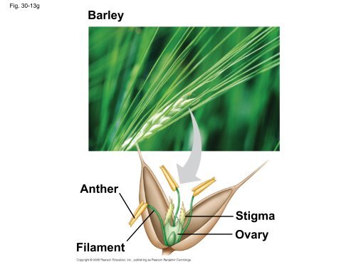 What human reproductive organ is functionally similar to this seed?