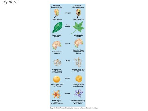 What human reproductive organ is functionally similar to this seed?