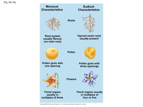 What human reproductive organ is functionally similar to this seed?