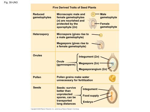 What human reproductive organ is functionally similar to this seed?