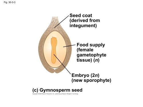 What human reproductive organ is functionally similar to this seed?